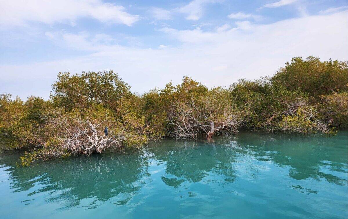 گشت یک روزه قشم وهنگام - فروشگاه تفریحات قشم