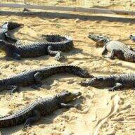 پارک کروکودیل - فروشگاه تفریحات قشم