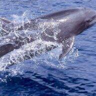 گشت جزیره هنگام - فروشگاه تفریحات قشم